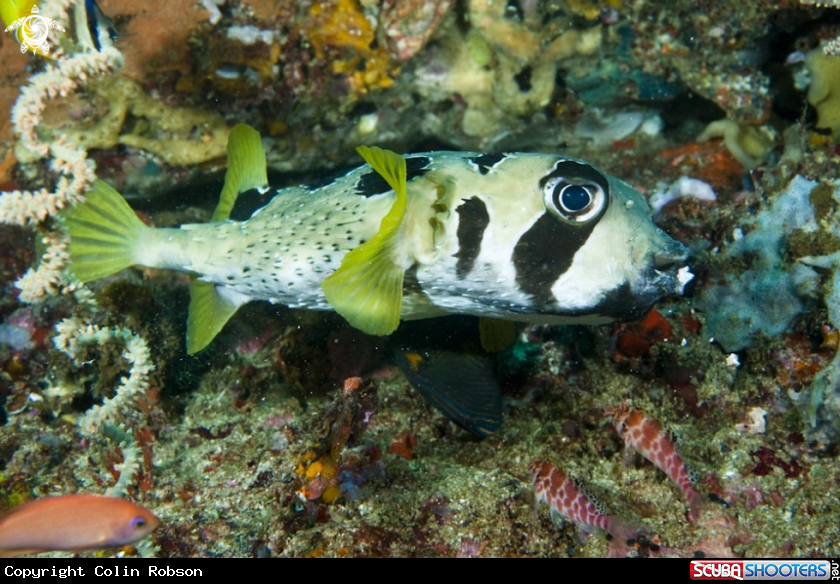 A reef fish