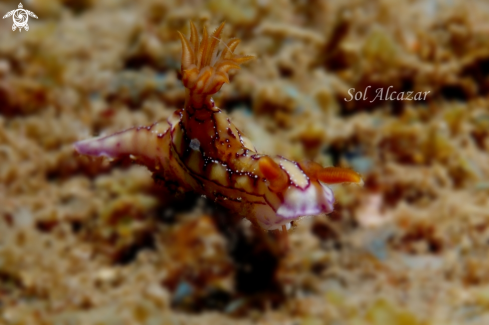 A nudibranch