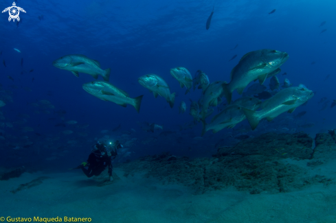 A Lutjanus novemfasciatus group | Grupo de Pargos gigantes