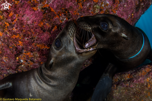 Sea lion