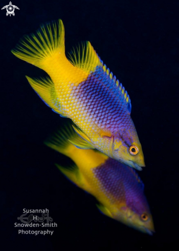 A Bodianus rufus | Spanish Hogfish