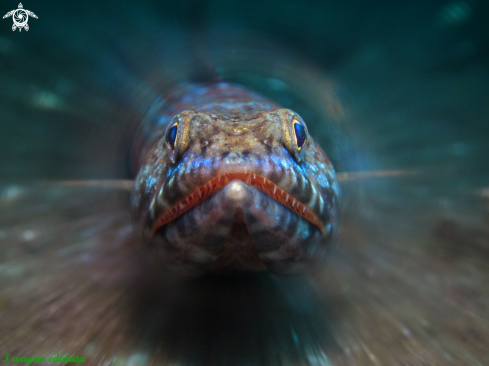 A Lizard fish | Lizard fish