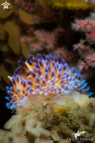 Gasflame nudibranch