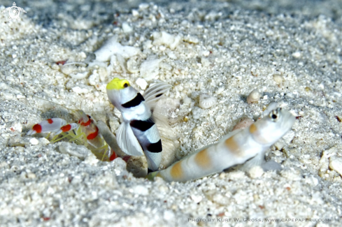 A Yellow-snout Shrimp Gobi