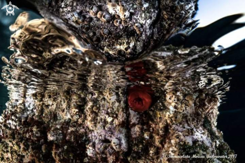 A Pomodoro di mare  | Vita marina
