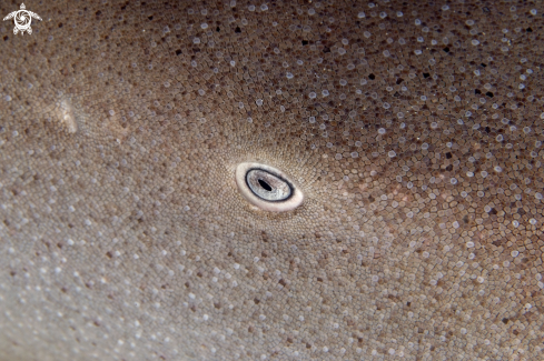 A eye of a nurse shark
