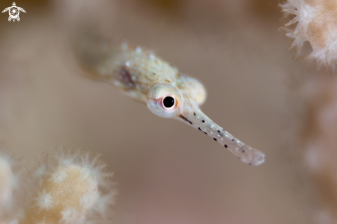 A Pipefish