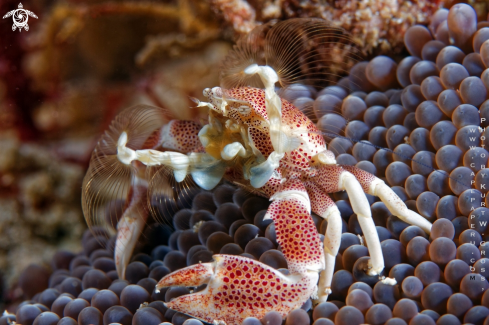 A Neopetrolisthes maculatus | Porzelan Crab