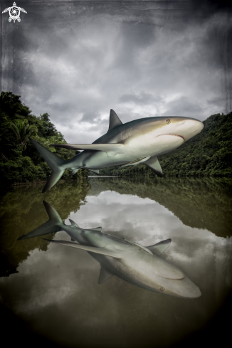 A Caribbean Reef Shark