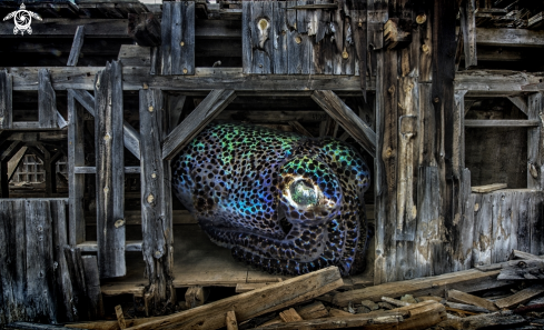 A Bobtail Squid