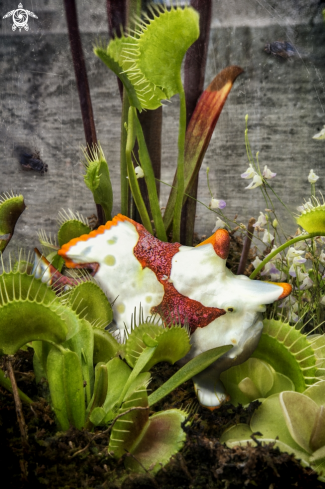 A Juvenile Warty Frogfish