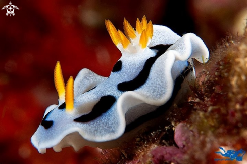 A Chromodoris dianae | Chromodoris