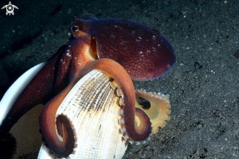 A Coconut Octopus