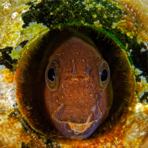 A Blenniella instiblennus, Rockskipper Blenni | Rockskipper Blenni