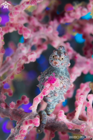 A Pigmy seahorse