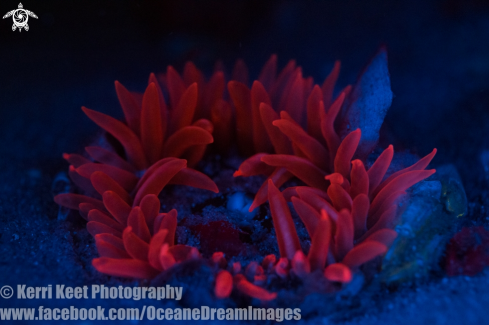 A Anemone