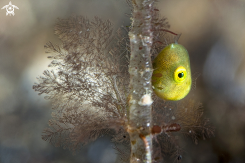 A File Fish. 4mm