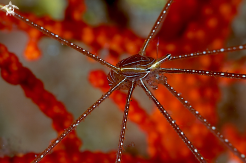 A Arrow (spider) crab