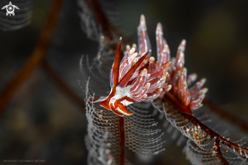 A Nudibranchs