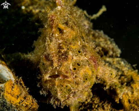 A Painted frogfish