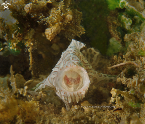 A Ambon Frog Fish