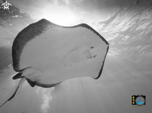 A Dasyatis americana | Southern stingray