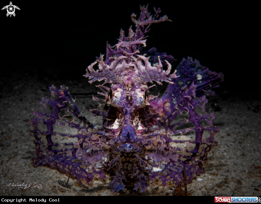 A Purple Scorpion Fish 