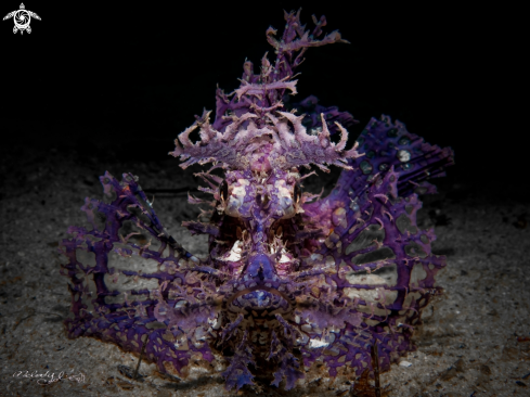 A Purple Scorpion Fish 