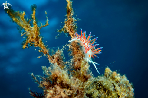 A nudibranch