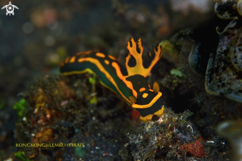 A Nudibranch