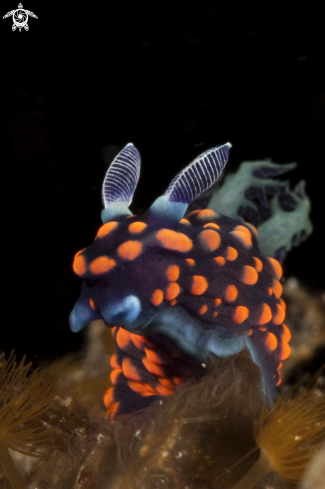 A Nudibranch. 