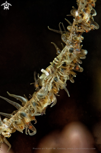 A Pontonides unciger | Shrimp