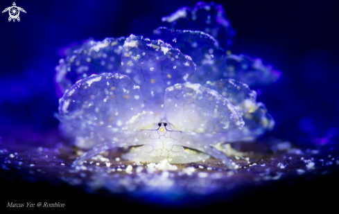 A Butterfly Nudi