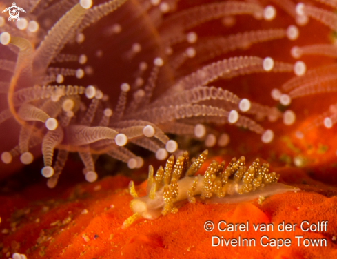 A Eubranchus sp