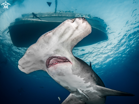 A Sphyrna mokarran | Great Hammerhead