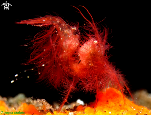 A Chicken hairy shrimp
