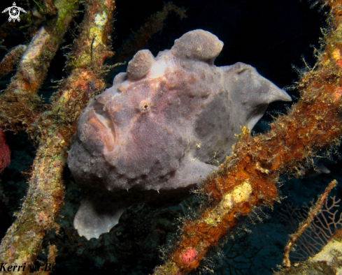 A Frogfish