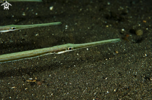 A reef fish