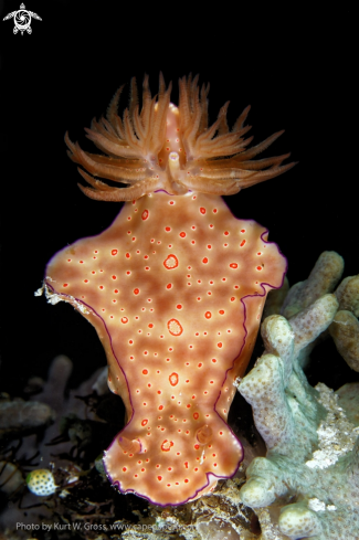 A Ceratosoma gracillimum | Nudi