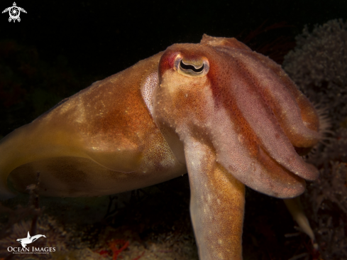 A Cuttlefish