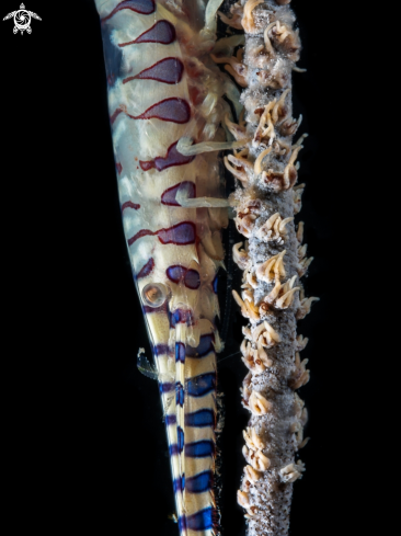 A   Sawblade Shrimp