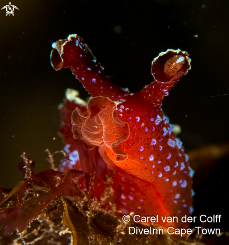 A Iridescent Nudi