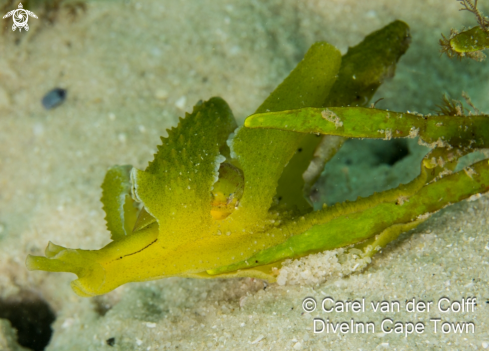 A Undescribed Species | Opera House