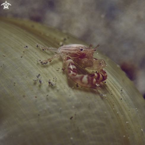 A Lissoporcellana nakasonei | porcellain crab 
