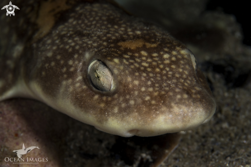 A Puffadder Shyshark