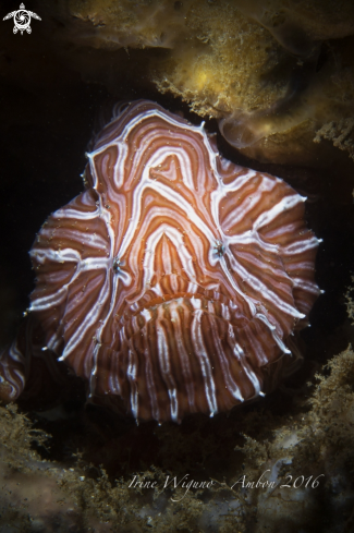 A psychedelic frogfish