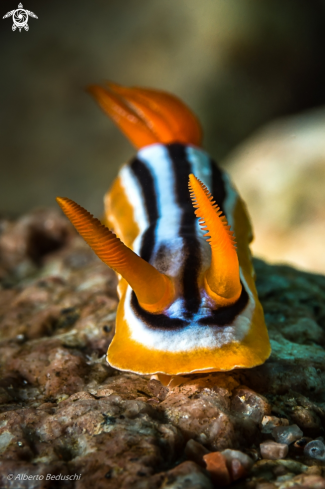 A Nudibranch