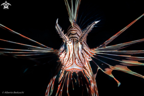 A Lionfish