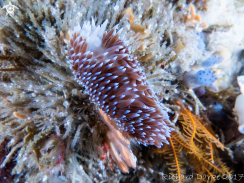 A Silvertip nudibranch