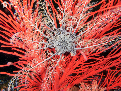 A Basket Star